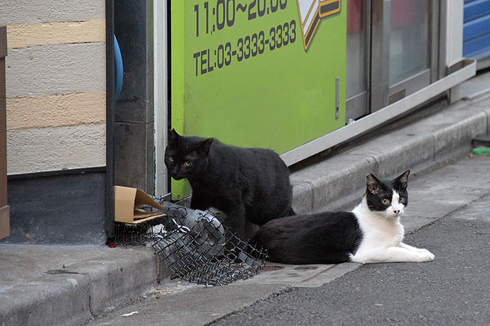 街のねこたち
