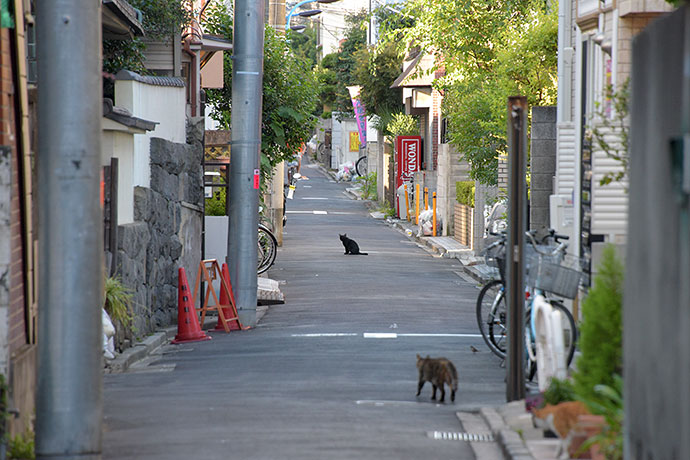 街のねこたち