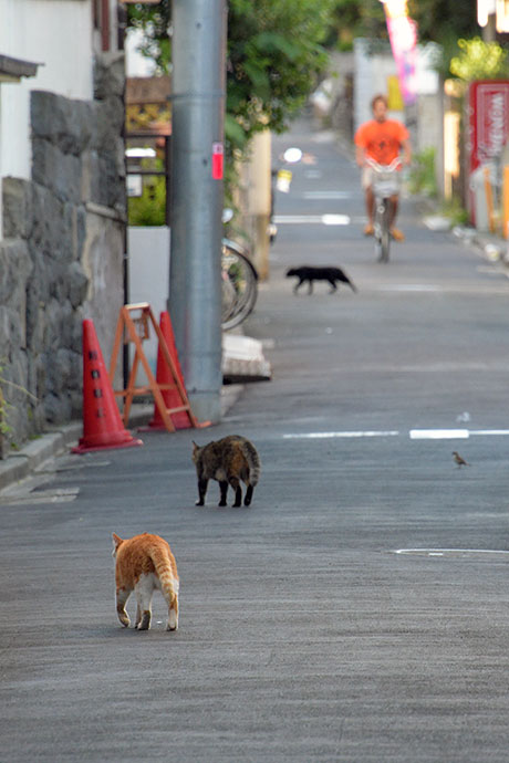 街のねこたち