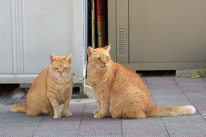 街のねこたち