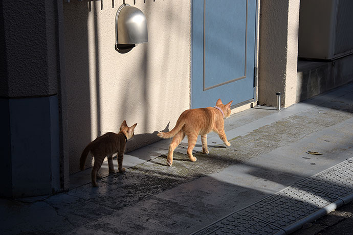 街のねこたち
