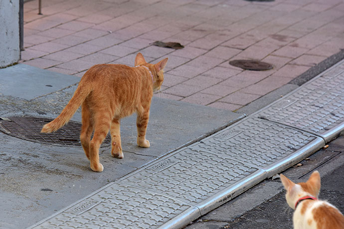 街のねこたち