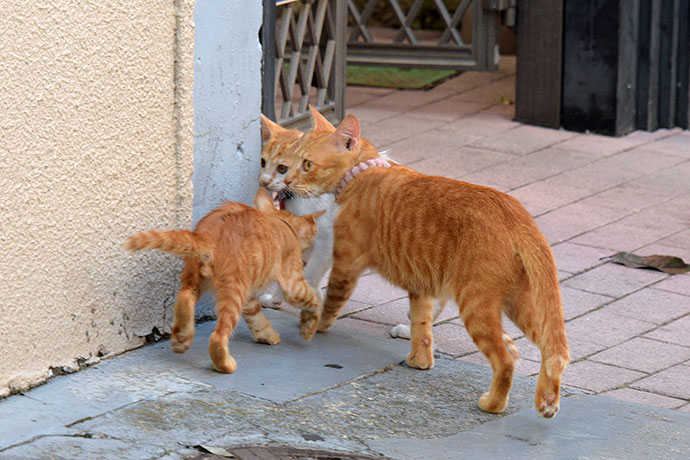 街のねこたち