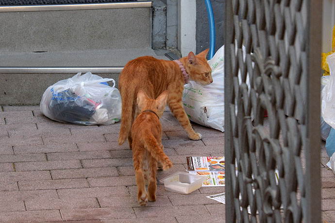 街のねこたち