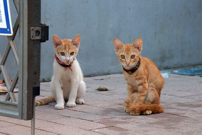 街のねこたち