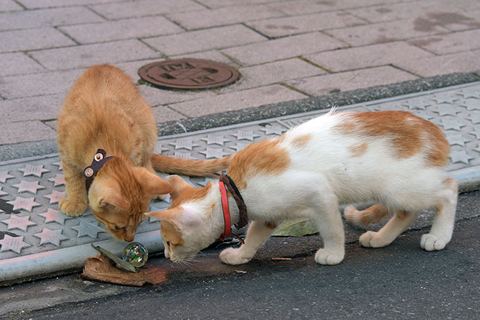 街のねこたち