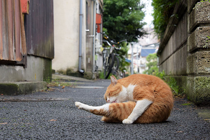 街のねこたち