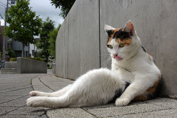 街のねこたち