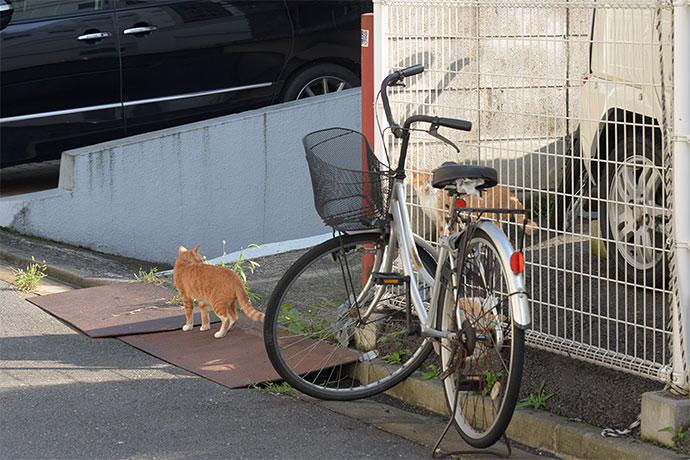 街のねこたち