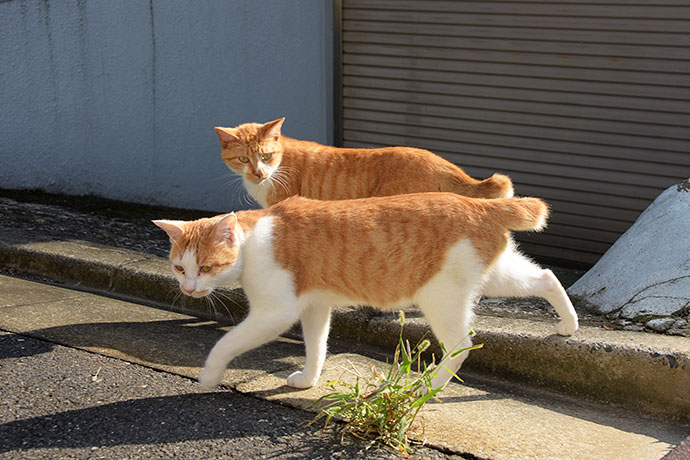 街のねこたち