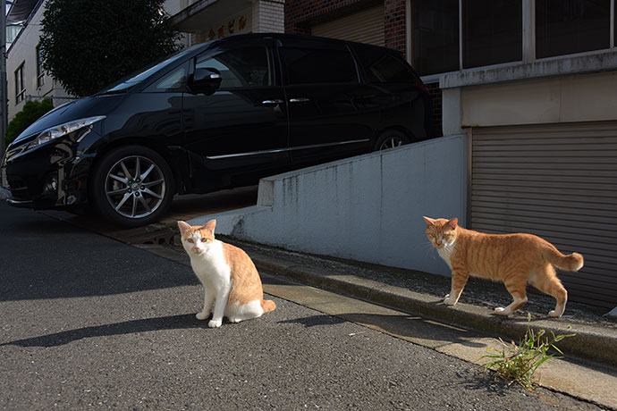 街のねこたち