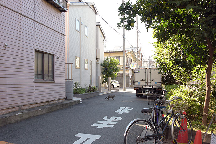 街のねこたち