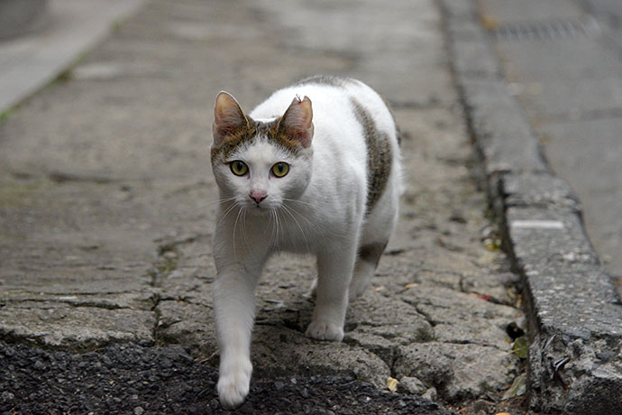 街のねこたち
