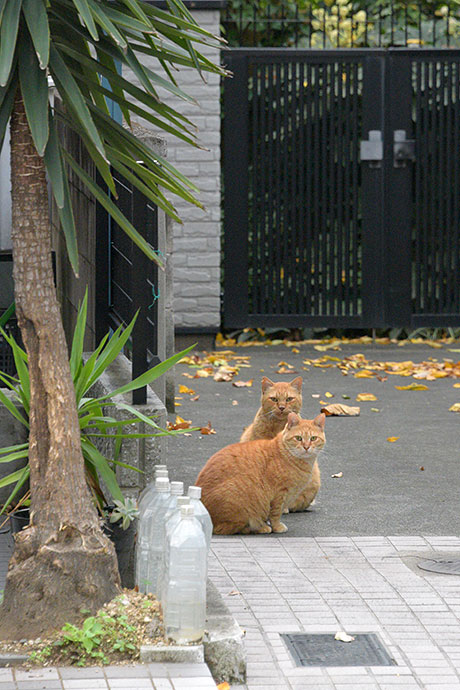 街のねこたち