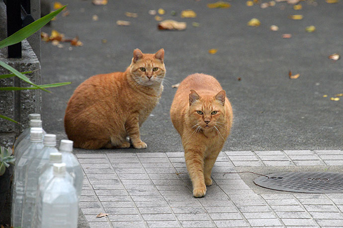 街のねこたち