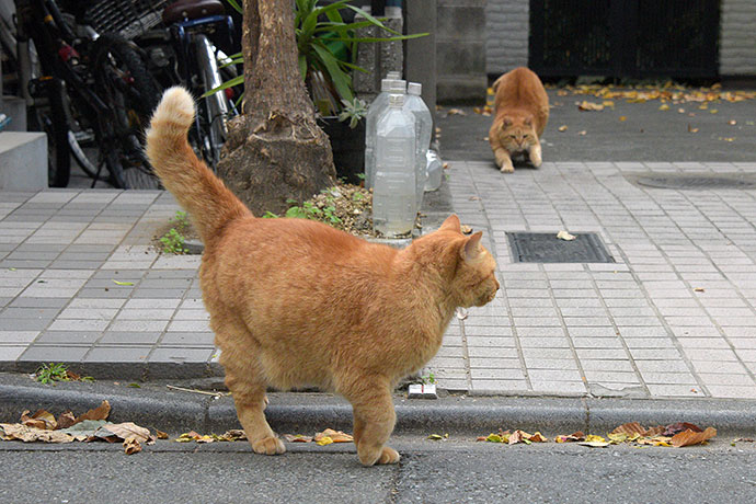 街のねこたち