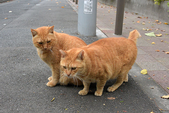 街のねこたち