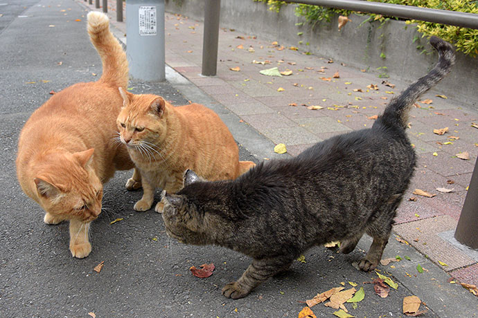 街のねこたち
