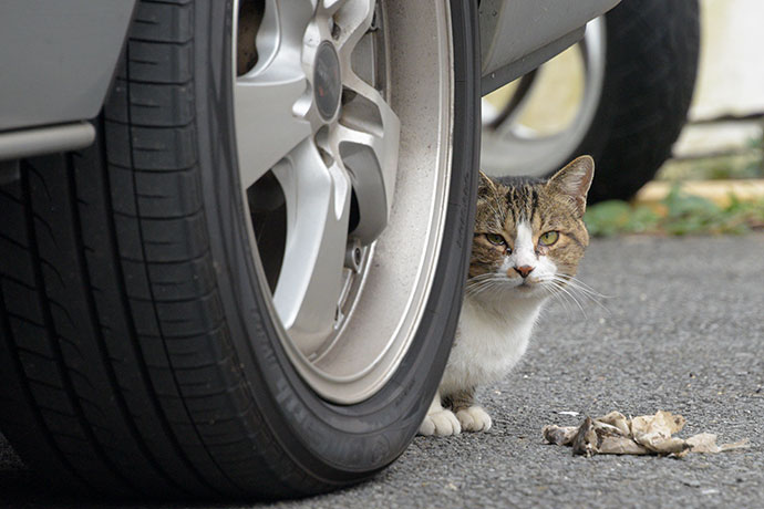 街のねこたち