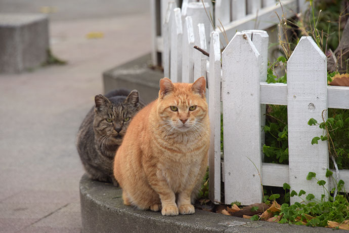 街のねこたち