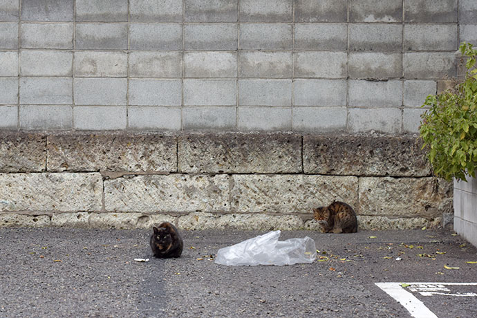 街のねこたち