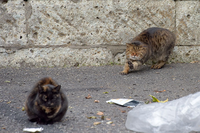 街のねこたち