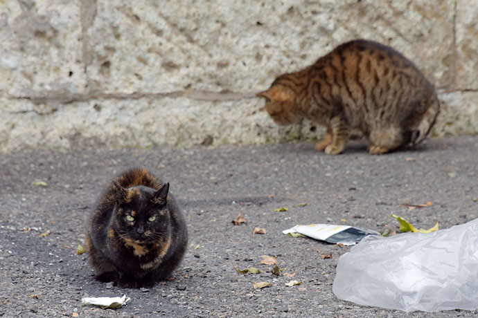 街のねこたち