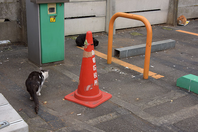 街のねこたち