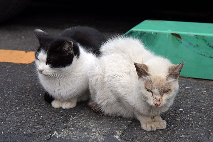 街のねこたち