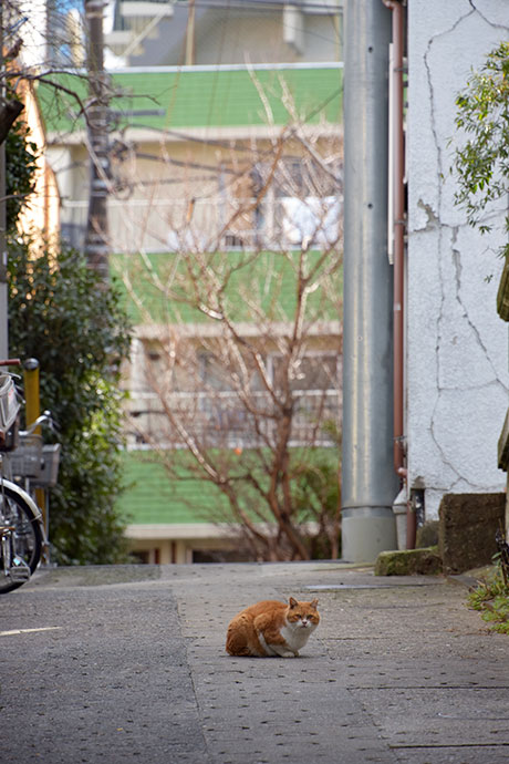 街のねこたち