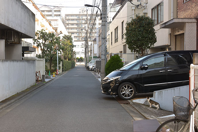街のねこたち