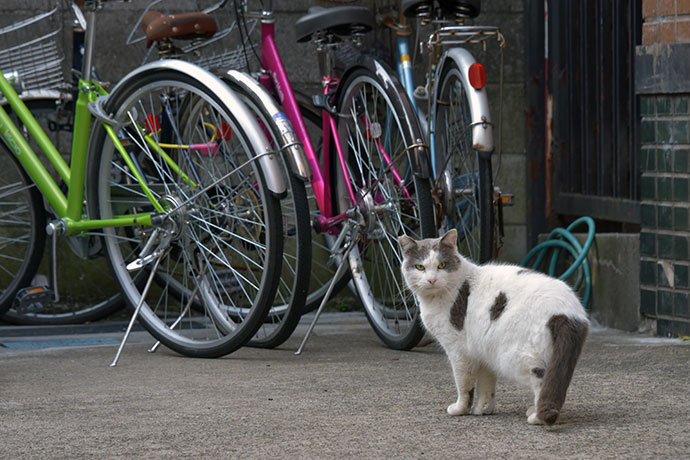 街のねこたち