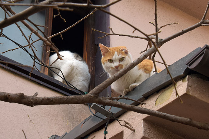 街のねこたち