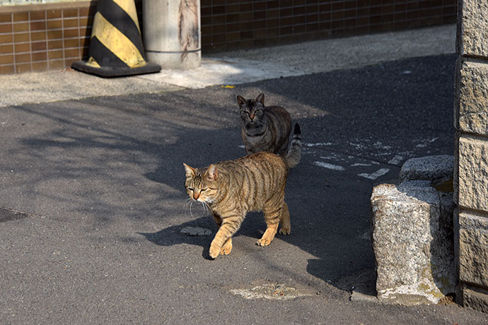 街のねこたち