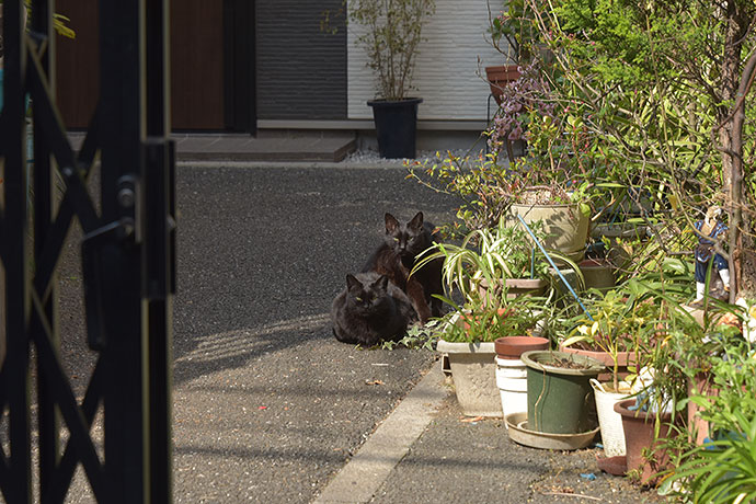 街のねこたち