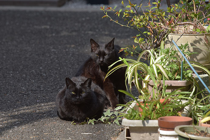 街のねこたち