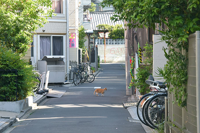 街のねこたち