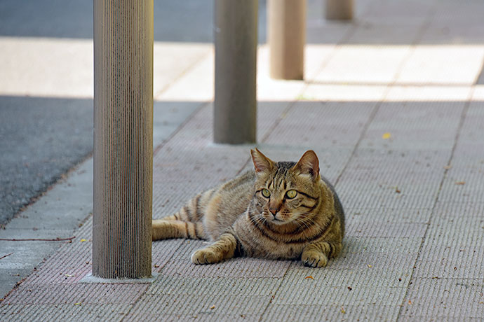 街のねこたち