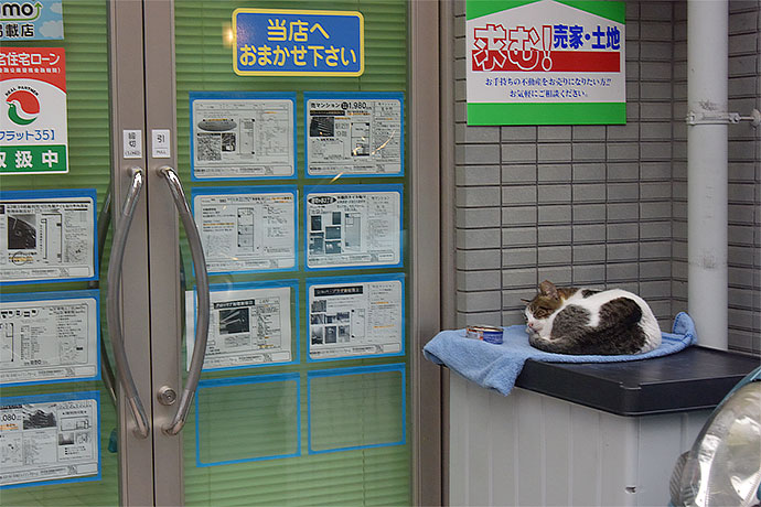 街のねこたち