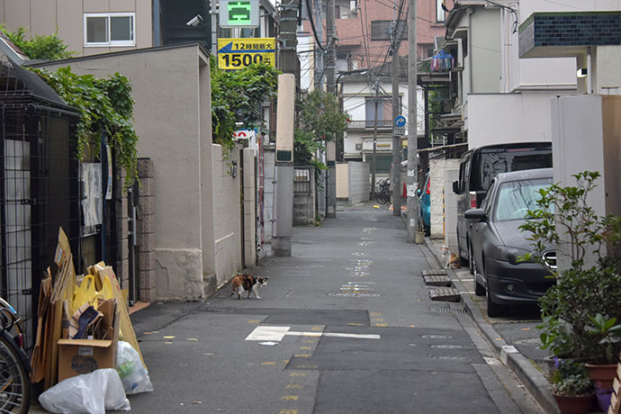 街のねこたち