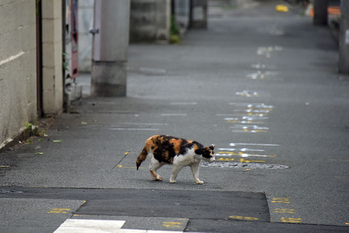 街のねこたち