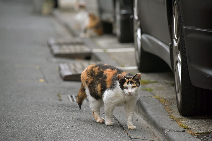 街のねこたち