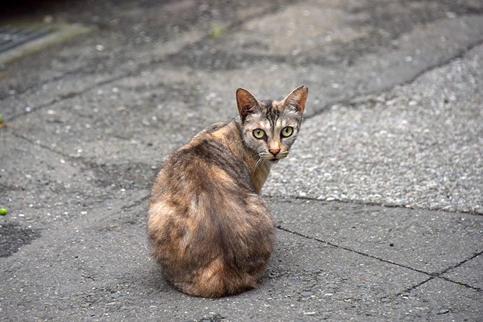街のねこたち