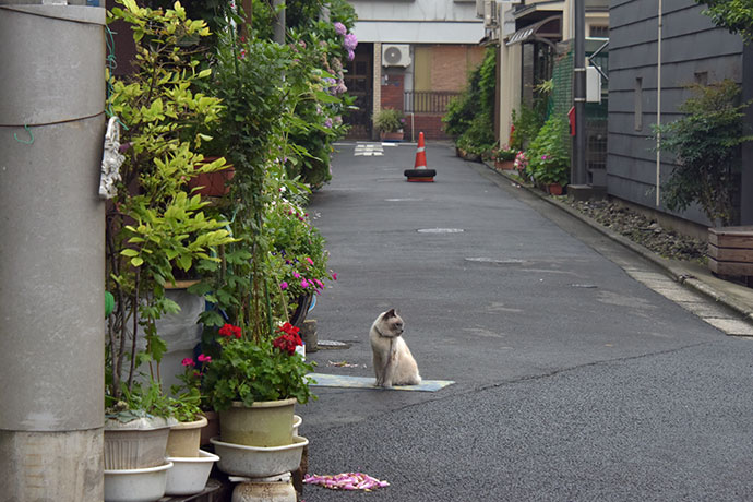 街のねこたち