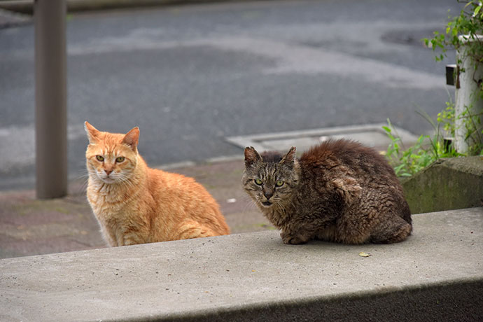 街のねこたち