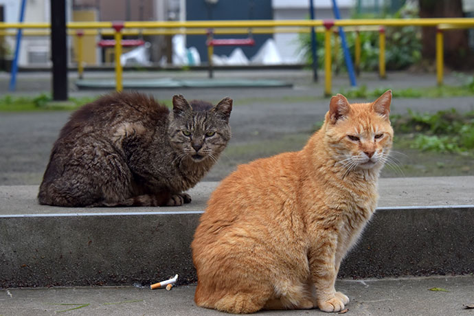 街のねこたち
