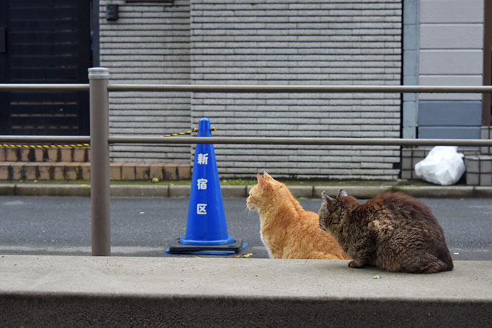 街のねこたち
