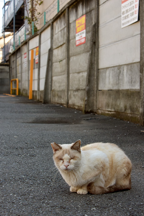 街のねこたち