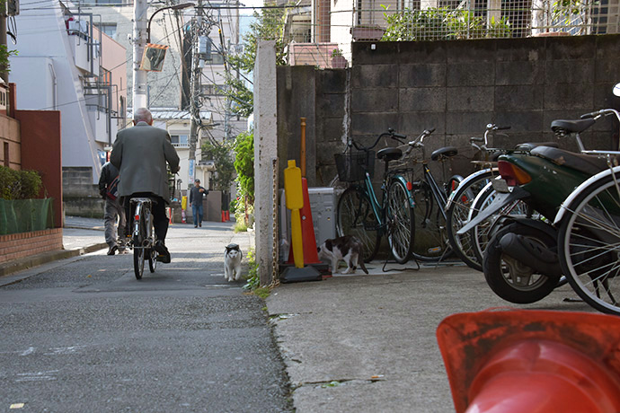街のねこたち