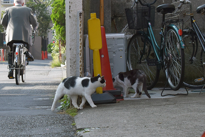 街のねこたち